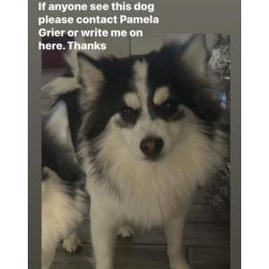 Image of Kash, Lost Dog