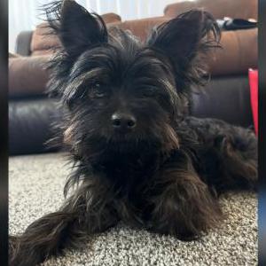 Image of Givenchy, Lost Dog