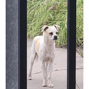 Found Dog Unknown