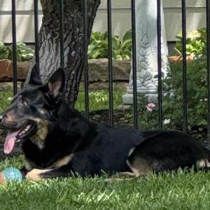Image of Unknown, Found Dog