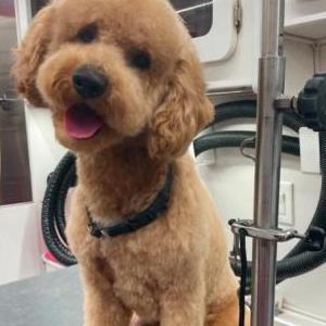 Lost Dog Whisky