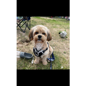 Image of Jojo, Lost Dog