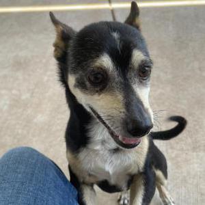 Image of Chico, Lost Dog