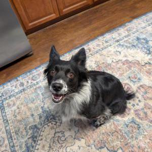 Image of Unknow, Found Dog