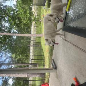Image of 2 white Huskies/Shep, Found Dog