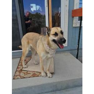 Image of Unknown, Found Dog
