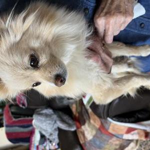 Image of Unknown, Found Dog