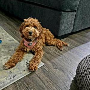 Image of Clover, Lost Dog