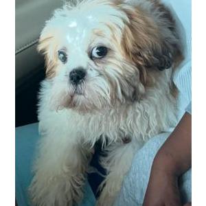 Image of Chase, Lost Dog