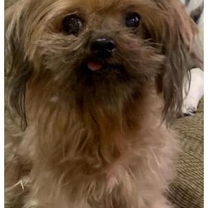 Lost Dog Kimmy