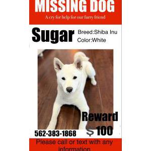 Lost Dog Sugar