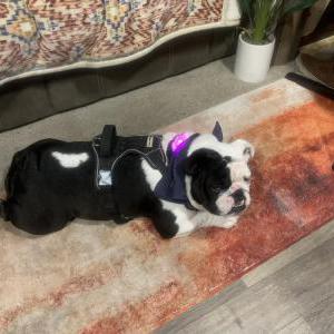 Image of Harley, Lost Dog