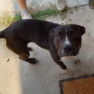 Image of Unknown, Found Dog