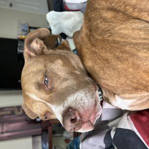 Image of Stella, Lost Dog