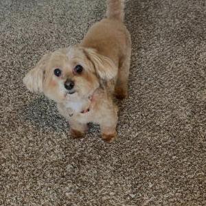 Image of Boogie, Lost Dog