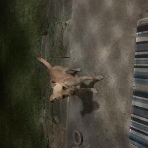 Found Dog Unknown
