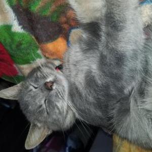 Image of Ringo, Lost Cat