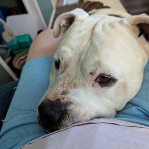 Lost Dog Buddy