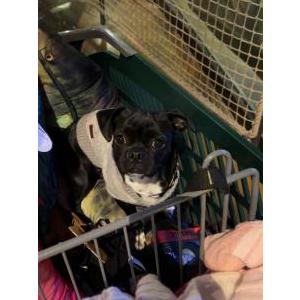 Image of Wednesday, Lost Dog