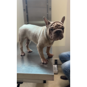 Image of unknown, Lost Dog