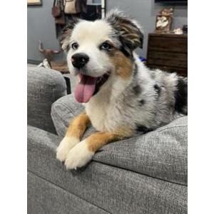 Image of Gypsy, Lost Dog