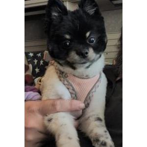 Image of Moo moo, Lost Dog