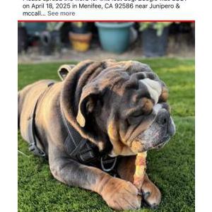 Image of Boogie, Lost Dog
