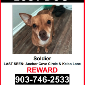 Image of Soldier, Lost Dog
