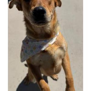 Found Dog Unknown