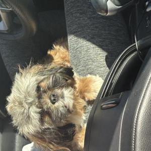 Image of Roxie, Lost Dog