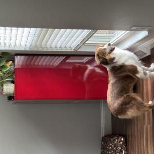 Image of Navia, Lost Dog