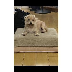 Image of Gudjie, Lost Dog
