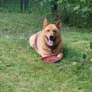 Lost Dog Bear