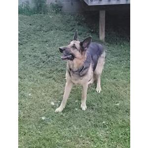 Lost Dog Mira
