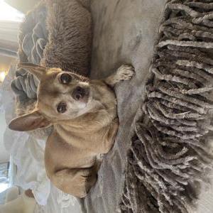 Image of Chloe, Lost Dog