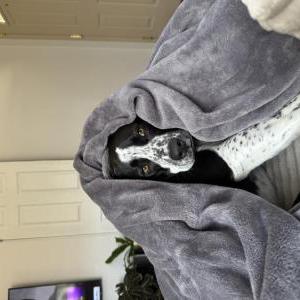 Lost Dog Ripley Rares