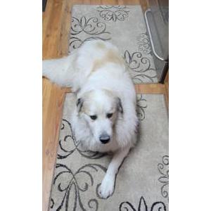 Lost Dog Toots