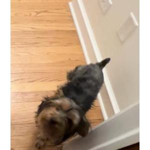 Image of Brownie, Lost Dog