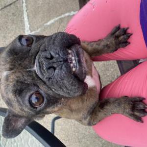 Found Dog Unknown