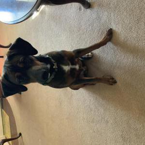 Image of Martin, Found Dog