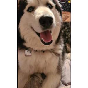 Image of Smokey, Lost Dog
