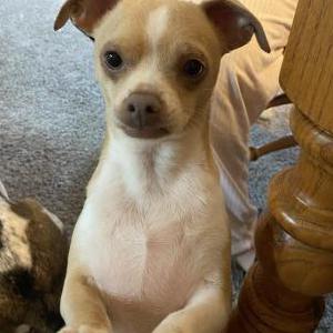 Lost Dog Lainey