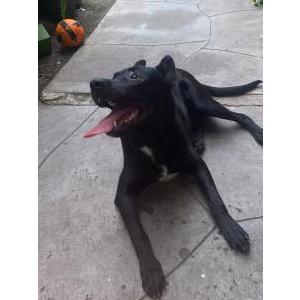 Image of Rex, Lost Dog
