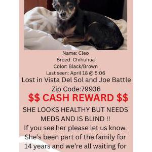 Image of Cleo, Lost Dog