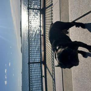 Image of Taco, Lost Dog
