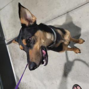 Image of Unknown GSD/Mix, Found Dog