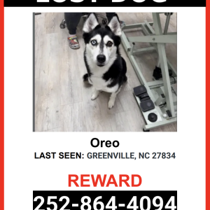 Lost Dog Oreo