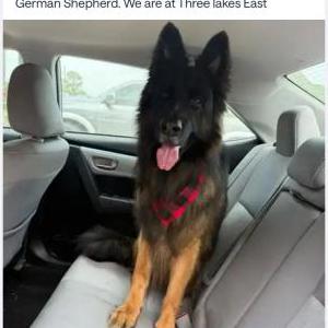 Image of Rambo, Lost Dog