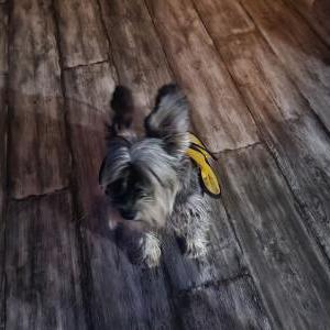 Image of Rin, Lost Dog