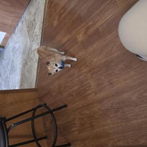 Lost Dog Angel Palmer